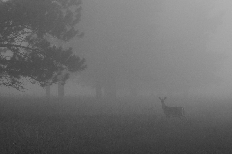 Mule Deer In Early Morning Fog